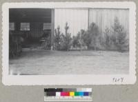 Monterey pine left; Knobcone pine center; Redwood right. Christmas trees at Felton. Dec. 1951. Metcalf