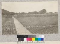 Beds of 2-1 Western Yellow Pine at Bessey Nursery, Nebraska National Forest. Note the hedge of Tennessee Red Cedar for windbreak. Beds are 6 ft. wide with 50 trees per row. In transplanting two men thread boards for one planter, while three men dig trenches for four planting crews. The 15 men will plant 90,000 trees per day when well organized