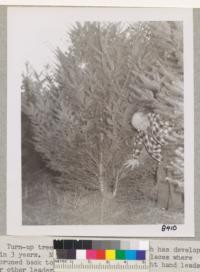 Jan. 1950. Turn-up tree of commercial value which has developed from stump in 3 years. Metcalf's hand points to places where branch was pruned back to discourage growth of right hand leader and to favor other leader. Grah