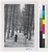 Cockrell and Drake inspect plantation of Italian Cypress, Cupressus Sempervirens, at Chico Forestry Station. Trees about 63 years old. June 1953. Metcalf