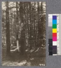 Secondgrowth Redwood Yield Study. Navarro - plot #6. A 40 year old stand of pure redwood - 83 thousand board feet per acre. Oct. 1922