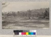 Dense Ceanothus Cuneatus brush fields on the McCormick place were completely eradicated by the burn. Note complete removal of foliage from the Digger pines. Metcalf. September, 1928