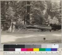 Redwood broken off in high wind of Dec. 1931. Weakness caused by fire scar and rot. 6 ft. diameter at breast height. On Redwood Highway south of Kent Grove and 1/4 mile south of Carruther's place. E.F. July 9, 1932