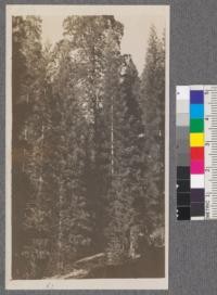 Whitaker's Forest, August 1915. Sugar pine with cones and Bigtree reproduction and veteran. Photograph shows site of Plot 5 on edge of old mill site clearing. The Bigtree in background is over 250 feet high