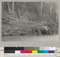 Tree No. 1499. Holbrook Grove, Redwood Highway, cut early 1934 for road improvement. Remains of butt log, elliptical, being worked up into slabs for exhibits and signs. Stump of tree on slope above butt log. Leaned heavily due to land slides 160+ years ago. Buttress heavy with compression wood. 472 rings on long axis, 363 on short axis. 3-9-34, E.F