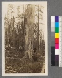 Falling snags along the south boundary of Timber Berth "W", in Coast range of British Columbia. All of the snags rising above the cover of the average trees left were felled on a strip approximately ten chains wide from the coundary of the tract. The logging slashing in which these were located lies at the foot of the slope on which the larger tract is located. If a fire should start in this slashing the main source of danger would be the standing dead trees. With them out of the way it is usually possible to corral the fire before it does very much damage