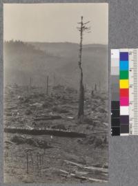 Looking across the Campbell Creek planting areas of the Union Lumber Company, on watershed of the Ten Mile River near Fort Bragg, California. View is from the upper track looking south. Rows of trees will extend to the top of the ridge in the background. Note piles of wood cut for donkey engines from refuse left on the area. Feb. 1921