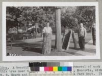 A beautiful demonstration of easy removal of cork is this tree near the cannon in Library Park, Monrovia, with W. E. Hearn and Ray Nelson of the Monrovia Park Department. It was 18.5 inches diameter outside bark, 13.7" diameter inside bark, 45' tall. The 8-ft. length of cork removed weighed 107 pounds. Tree is irrigated on lawn. 1942. Metcalf