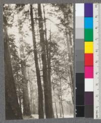 Group of Redwoods in Big Basin State Redwood Park