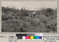 Animal feed plants and young manzanita seedlings after 1930 burn in Shasta County. Stockmen say that feed is better here than if not burned. 1932. Metcalf