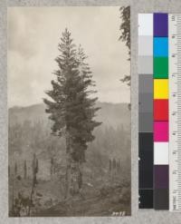 Two isolated sugar pines on land cut over by Madera Sugar Pine Company in 1904. Elevation about 4500 feet near Sugar Pine, Mariposa County. Trees show greatly accelerated diameter growth following the old cutting and are producing good crops of seed. May, 1925