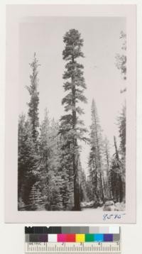 Western White pine and California red fir. Gold Lake Road, Plumas County, July 14, 1951. Metcalf