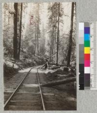 Incline, showing shear logs and spool on inside of curve. Madera Sugar Pine Company. 1921. D. Bruce