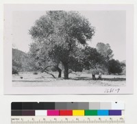 Fremont Cottonwood near Hernandez Guard Station in San Benito County with Roger Sohner and Guard Hall of California Department of Forestry. Metcalf. October 1952