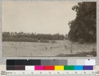 Tamarix articulata young windbreak adjacent to newly planted orange grove 3 miles of Oxnard, Ventura County. Trees in background are Monterey Cypress which does well here. Tamarisks show result of competition from the large blue gum row at right of the picture for a distance of 150 ft. from the row. July 1926. Slide 27