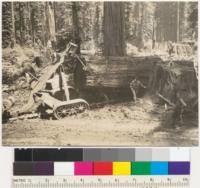 Redwood Region. Tractors (RD8 Caterpillar) pulling a heavy redwood butt log. Two tractors in tandem. Jordan Creek operation, Pacific Lumber Company. Panoramic with #6887. 6-11-41. E.F