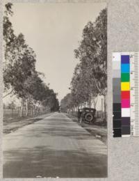 State highway for 15 miles south of Madera is lined with a mixed planting of Eucalyptus of the following species: rostrata tereticornis, rudis, and polyanthemos. Feb. 1921