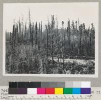 Redwood region. Fire columns from 1945 fire. View across South Park, Eel River, from near Leggett Valley. Sept. 12, 1948. E.F