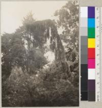 A pendulous variety of Sequoia gigantea, first planted at base of Campanile in about 1918, then in 1928 moved to northwest of California Hall. Supported by steel pipe. Trees have now overtopped their supporting pipe and are dropping. Tree looks narrowly columnar but the branches are actually 4-6' long, hanging down limply. See also 5895. Sept. 1935. E.F