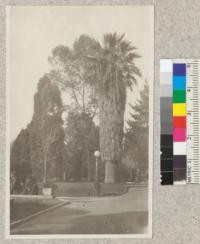 Library Park, Pasadena. Trees left to right: Cupressus sempervirens, Eucalyptus cladocalyx, Washingtonia filifera, Monterey Pine in the background. March 1920. Metcalf