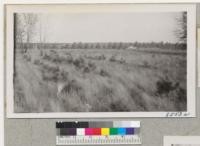 Plantation of red pine and white pine (hardly visible) near Meridean, Wis. Dunn County, Wis. Set out by planting machine 1947. Behind the car on the highway is a shelterbelt of red pine, 8-9 years old. Oct. 1950. Metcalf