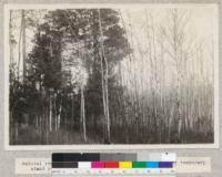 Natural reproduction of Red Pine (pinus resinosa) invading temporary stand of Aspen, Itasca Park, Minnesota