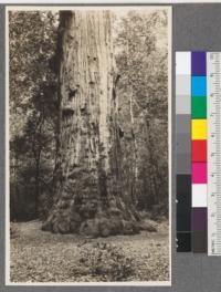 The "Chieftan". A sequoia sempervirens in the Big Basin, Santa Cruz Mountains