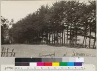 Monterey Cypress near Bodega Bay, California. Sept. 1934. E.F