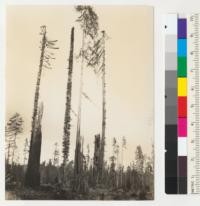 Redwood Region. "Fire columns" on Hammond's Carlotta operation. Photo from Beckwith mill road loanding of 1935, looking eastward. Second season of growth since fire. 7-8-36, E.F