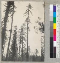 Selective Logging Plot #1676. From windfall 3 chains to south of strip; same windfall from which #6784 was taken. South of 9' stump. Tall tree is #974. 6/25/40 E.F