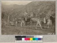 A group of mountain canaries at San Dimas planting camp, Los Angeles County, February, 1926