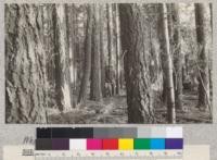 White Fir. Bear River #2. Site 70' at 50 years. Volume 80,400 board measure per acre. Age, 68 years. Schumacher, 1925