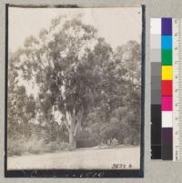 Manna gum on California Campus. Structure is probably fence around old running track west field. From old collection. When measured Jan. 1932, by H. Garland: diameter at breast height - 64", girth - 16.75", height - 114