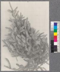 Picea mariana. Drew and Davis, 1920