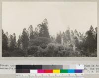 Forest types in Santa Cruz County. Potential yellow pine brush in foreground of manzanita and Ceanothus cuneatus. Yellow pine in background. Six sec. F 22. T. M. Tyrrell