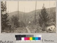 Plantation area of U.S. Forest Service near Savenac Nursery on land swept by fire in 1910. Large trees are natural reproduction of Lodgepole Pines