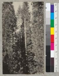 Group of Sequoia giganteas 56 years old at Whitaker's Forest from which three #2, 17" diameter at breast height x 97' tall was cut. Removal of this co-dominant tree shows trunks of those left