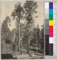 Castanopsis chrysophylla. Tree 37" diameter at breast height by 75' high. Full length view. Taller tree to right is a Douglas fir. On north edge of road from Leggett Valley to Rockport and about 7 miles from Redwood Highway and 37 miles from Fort Bragg. See also #6921-22. 3-25-36. E. F