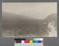 Panorama of upper end of Honeysuckle Creek watershed looking north towards Canada. Ridge at left is between American and Canuck Creeks. Ridge at right is between two of the three cirques at the head of this valley. Note the number of dead Alpine firs in the stand which increases fire danger. Many of these are dead as a result of girdling by bears. Montana 1920. Metcalf