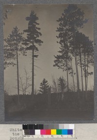 White and Red Pines on the Michigan sand plains. Douglas Lek, 1909. Met