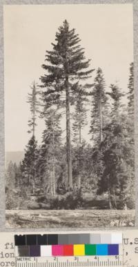 A fine Sugar Pine on the U.S. Forest Service reproduction plot near Strawberry, Stanislaus Forest