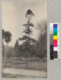 Old inhabitants of China and Japan forget racial differences in the peaceful surroundings of Capitol park. Cunninghamia sinensis in the foreground with flowering Japanese magnolia just coming into bloom behind it in the center of the flower bed. Dragon Tree (Dracaena draco) left foreground