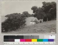 Button bush (Cephalanthus occidentalis) on the shore of Clear Lake, Lake County. Also willows and California laurel. Launch party of Barnard's, Chandler's and Metcalf's. July 1926