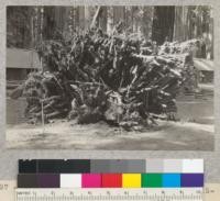 Afternoon light (3 P.M.) on roots of 12-foot windfall in Richardson Grove. April, 1933. E.F