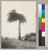 Umbrella-topped redwood tree at 1615 Myrtle Ave., Eureka, California. (See also #4828 and 5517, and photo taken in about May, 1920). About 55-60" diameter at breast height and about 50' high. 7-6-40, E.F