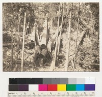 Redwood Region. Felled and peeled redwood trunks. Santa Cruz Lumber Company, Santa Cruz, California. 9-5-36. E.F