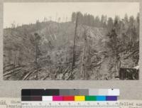 Showing appearance of green timber recently felled and logging areas near Camp Coolen, Pacific Lumber Company, Humboldt County. The area on the left half of the picture has been burned. E.F. July 1925