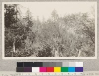 159259 Forest Service. Twenty-two year old stand of redwood sprouts with Douglas fir through openings in blue brush DeHaven Creek