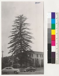 Araucaria excelsa, Norfolk Island Pine. Santa Barbara's Tree of Light at YMCA near Hotel Carillo, Santa Barbara. April 1952. Metcalf