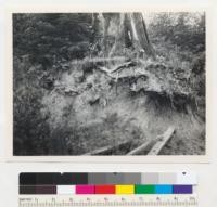 Redwood. Stump above an old logging railroad cut, Salmon Creek west of Fortuna, Californa, showing root system of redwood. The roots are mainly in the upper 4 ft. of soil with some "sinkers" going deeper. 6-30-43. E. F